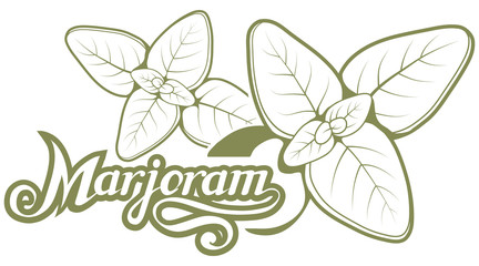 hand drawn marjoram leaves, spicy ingredient, marjoram logo, healthy organic food, spice marjoram on white background, culinary herbs, label, food, natural