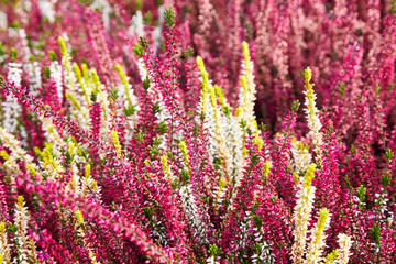 Naklejka premium Calluna vulgaris (known as common heather, ling, or simply heather). Diversity of plants in city flowerpot. Heather of various species. colorful erica heather arrangement in autumn close up
