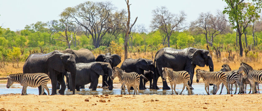 Panoramic View of a Waterhole in Hwange national park with large herd of elephants and zebras with a pretty bushveld backdrop and clear blue sky - Heat Haze is visible