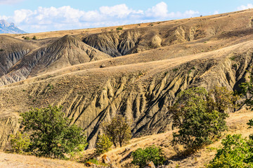 Trees in the beautiful fancy mountains