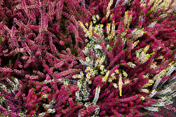 Calluna vulgaris (known as common heather, ling, or simply heather). Diversity of plants in city...