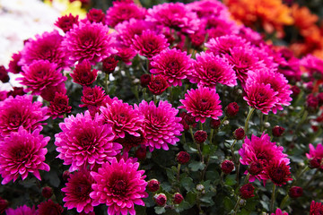 Obraz premium Chrysanthemum flowers as a background close up. Pink and purple Chrysanthemums. Chrysanthemum wallpaper. Floral background. Selective focus.