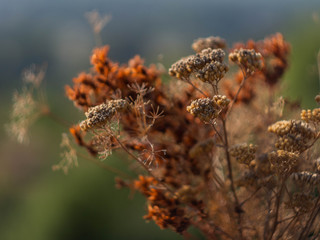 Bouquet of dry flowers. Dried herbs. Autumn background.