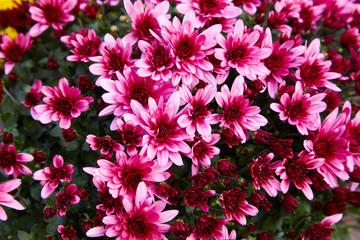 Fototapeta premium Chrysanthemum flowers as a background close up. Pink and purple Chrysanthemums. Chrysanthemum wallpaper. Floral background. Selective focus.