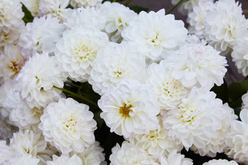 White and yellow dahlias