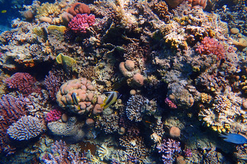 Fototapeta na wymiar coral reef in Egypt