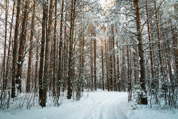 Beautiful winter scenery with forest full of trees covered snow