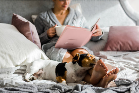 Dog Enjoying on Bed