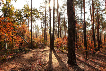 Fototapeta premium incredibly beautiful autumn forest landscape