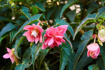 Fototapeta na wymiar Blooming pink flowers of potted Begonia Boliviensis in the garden