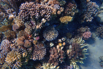 coral reef in Egypt
