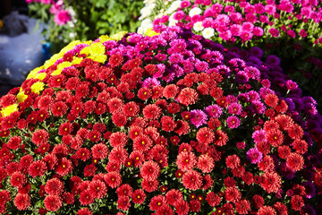 Chrysanthemum flowers as a background close up. Pink and purple Chrysanthemums. Chrysanthemum wallpaper. Floral background. Selective focus.