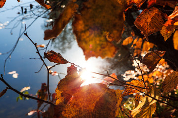 incredibly beautiful autumn forest landscape with a lake