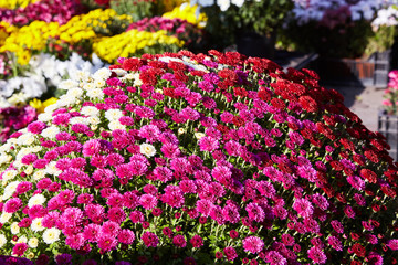 Obraz premium Chrysanthemum flowers as a background close up. Pink and purple Chrysanthemums. Chrysanthemum wallpaper. Floral background. Selective focus.