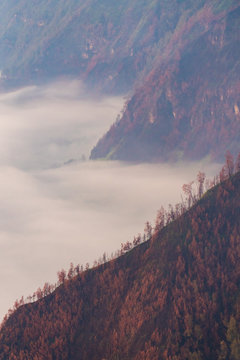 A ridge covered in red trees