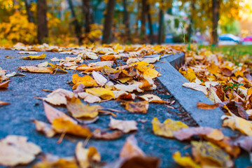 autumn leaves on the sidewalk - Powered by Adobe