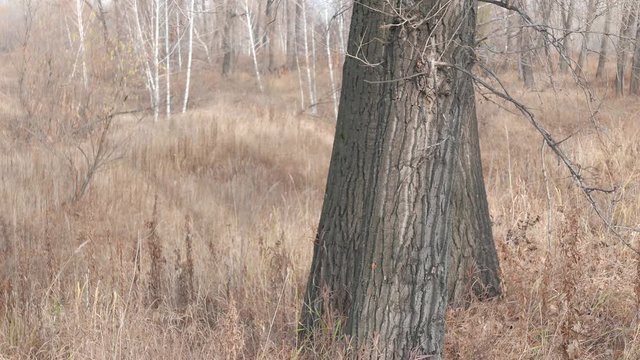 girl looks tree