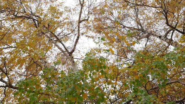 yellow leaves, birch trees, against the background of the white sky, season fall. 4k