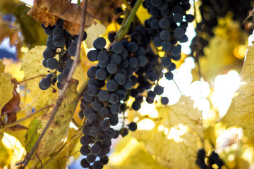 grapes cluster among yellow leaves