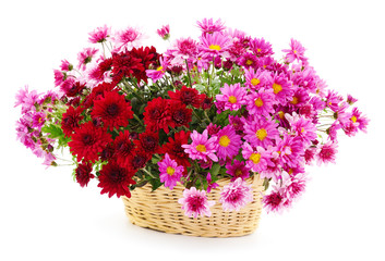 Fototapeta na wymiar Chrysanthemum flowers in basket
