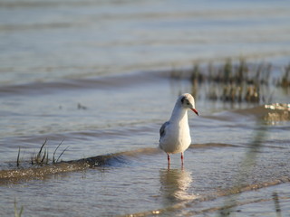 seagull on the beach