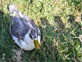 duck grey with white plumage sitting on green grass top view 