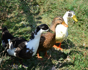 ducks multicolored on the shore of the pond  