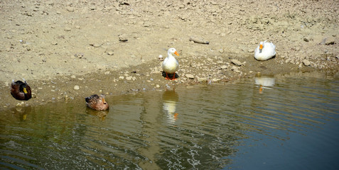 ducks multicolored on the shore of the pond  