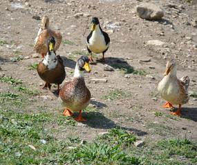 colorful ducks walking on the shore of the pond 