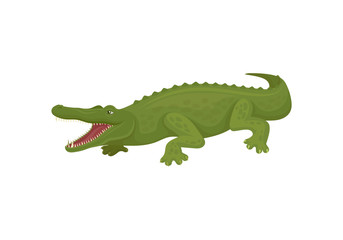 Crocodile with open toothy mouth, predatory amphibian animal vector Illustration on a white background
