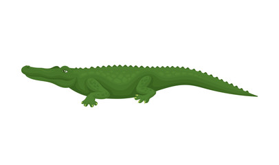 Crocodile, predatory amphibian animal, side view vector Illustration on a white background