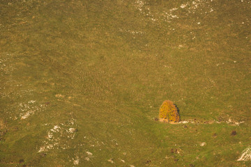 Lone tree on the hillside