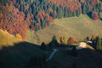 Road leading into an autumnal forest