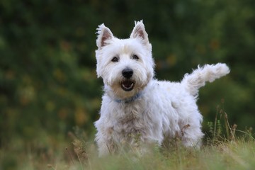 Westie. West Highland White terrier standing in the grass. Portrait of a white dog. - obrazy, fototapety, plakaty