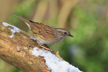 Dunnock sitting on the branch with snow. Wildlife scene from nature. Song bird in the nature habitat. Prunella modularis.