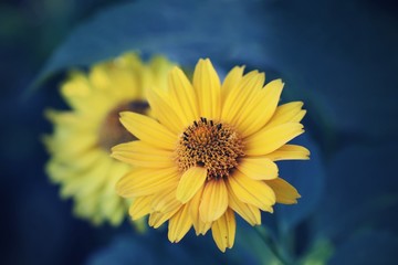 Beautiful yellow flowers with blue background.