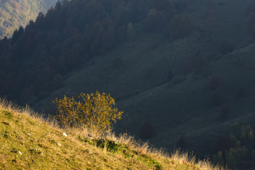 Tree on a hill contrast with back shadow
