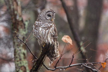 Barred Owl