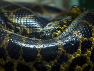 Reticulated python coiled. Huge snake curled.