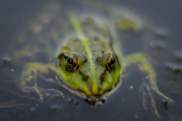 Frog in macro