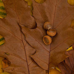 beautiful fallen autumn leaves and acorns