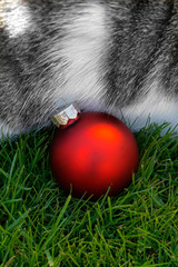 Katze mit Weihnachtskugel im Garten... warten auf Weihnachten... Weihnachtsgruß