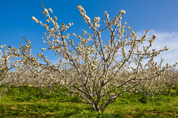 Cherry blossom in Jerte Valley, Caceres. Spring in Spain.
