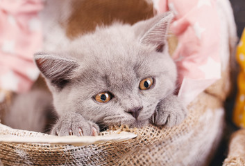 Photographing a kitten at a photo studio