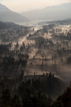 Light rays shining through fog in a forest