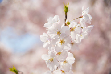 桜　満開