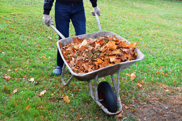 Teenage boy pushing old metal wheelbarrow with dry fall leaves on green yard in autumn day. Seasonal autumn work and backyard cleaning concept.