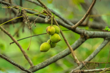 岩手県花巻市の北上川 宮沢賢治が名付けた「イギリス海岸」