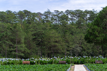 Panoramic view of Hydrangea flower field in Dalat, Vietnam. Da lat is one of the best tourism cities and aslo one of the largest vegetable and flowers growing areas in Vietnam