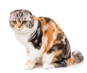 Fototapeta premium Close-up of Scottish Fold cat on a white background.